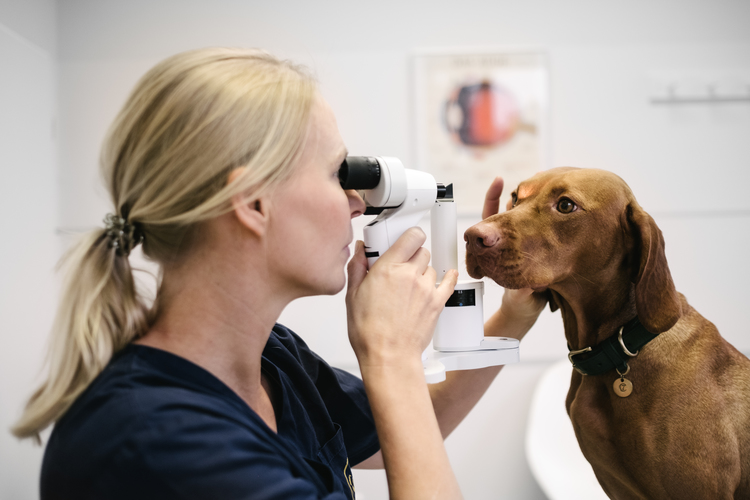 Tierarztpraxis Dr. Sörensen GmbH - unsere Vision